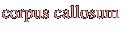 corpus callosum