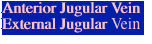 Anterior Jugular Vein External Jugular
