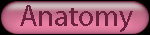 anatomy