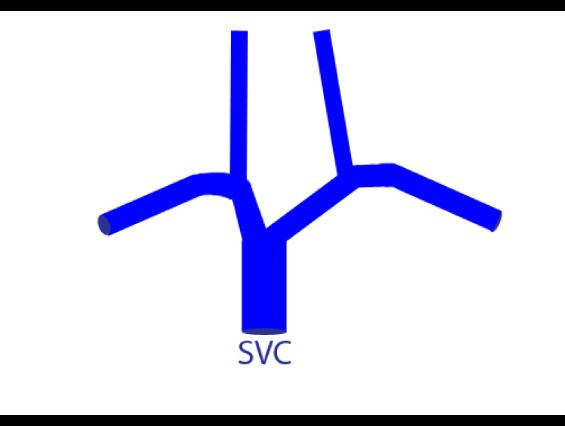 case01veins3