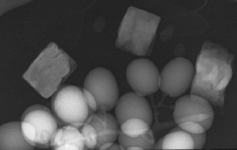 fruitxray