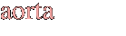 aorta