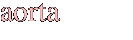 aorta