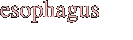 esophagus
