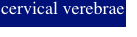 cervical verebrae