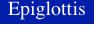 Epiglottis