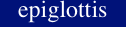 epiglottis