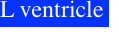 L ventricle