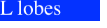 L lobes