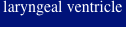 laryngeal ventricle