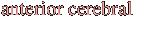 anterior cerebral
