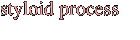 styloid process
