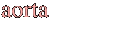 aorta