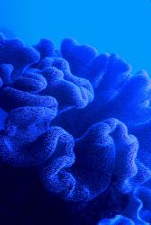 reef0014