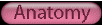 anatomy
