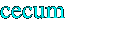 cecum