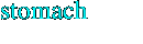 stomach