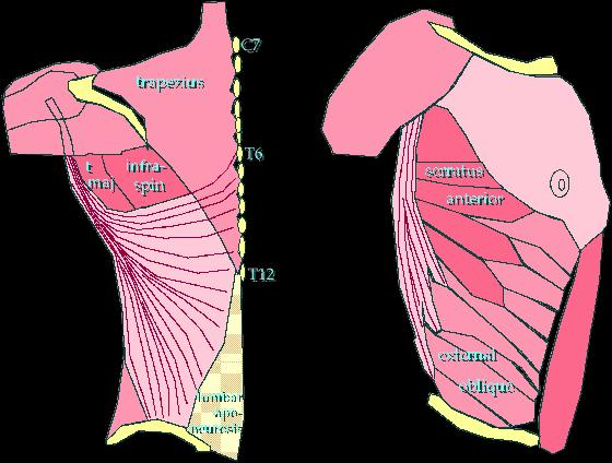 chestmuscles