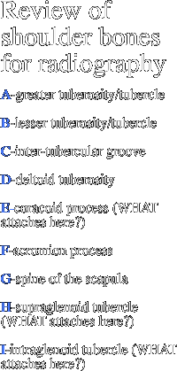 Review of shoulder bones for