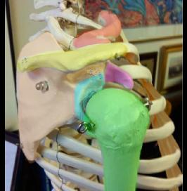 bones